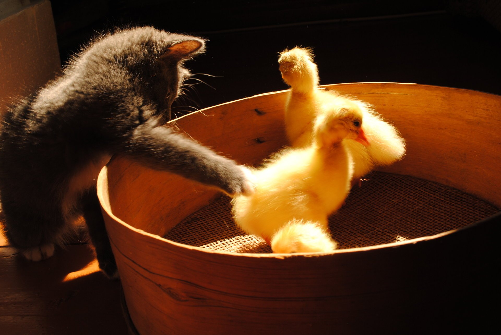 tamis chaton gris canetons jeu rayons du soleil ombre animaux félin chasse