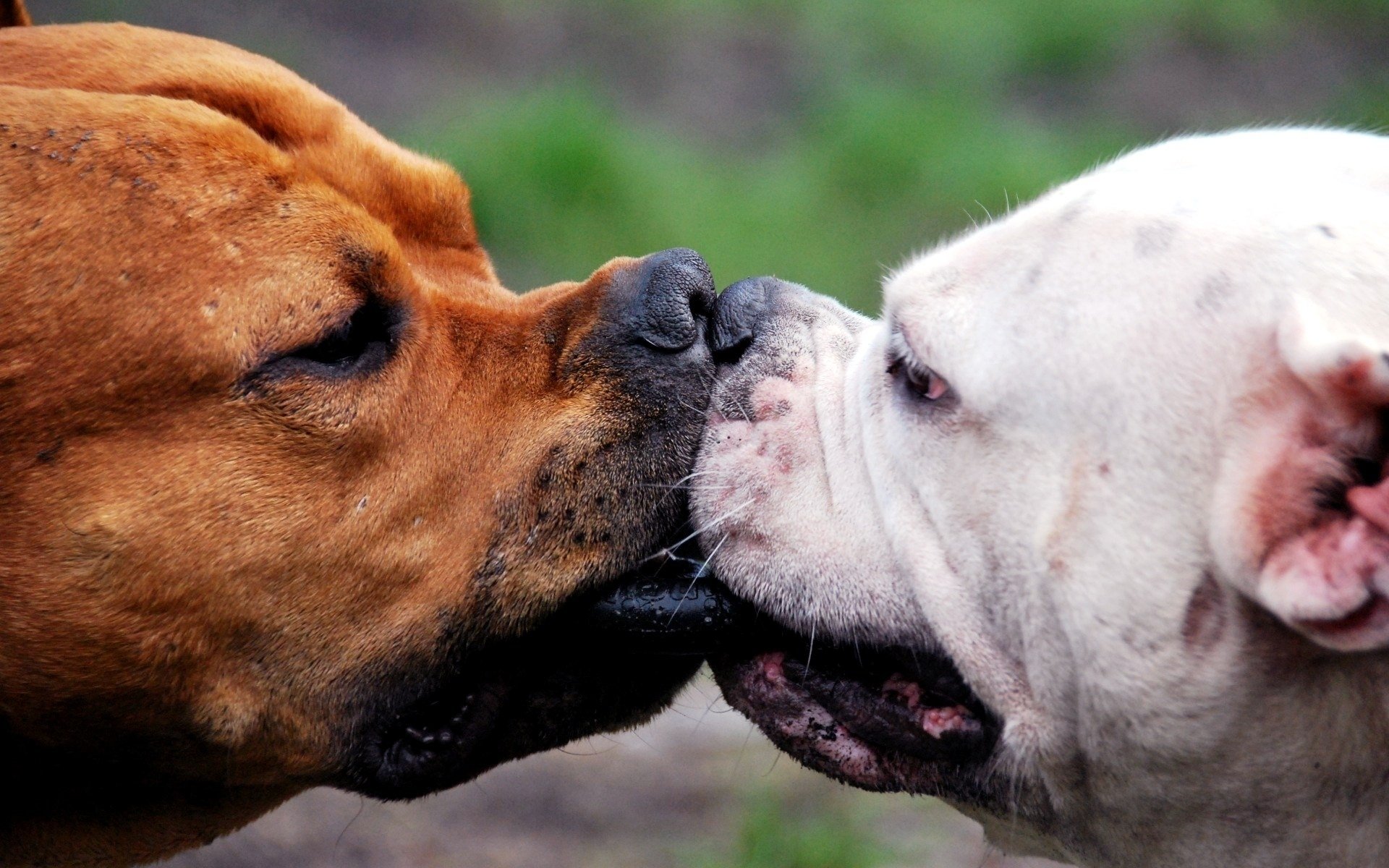 narices pareja perro rojo staf stafordshire beso bozales anillo juego perros perro blanco dos perros animales amor broma terrier