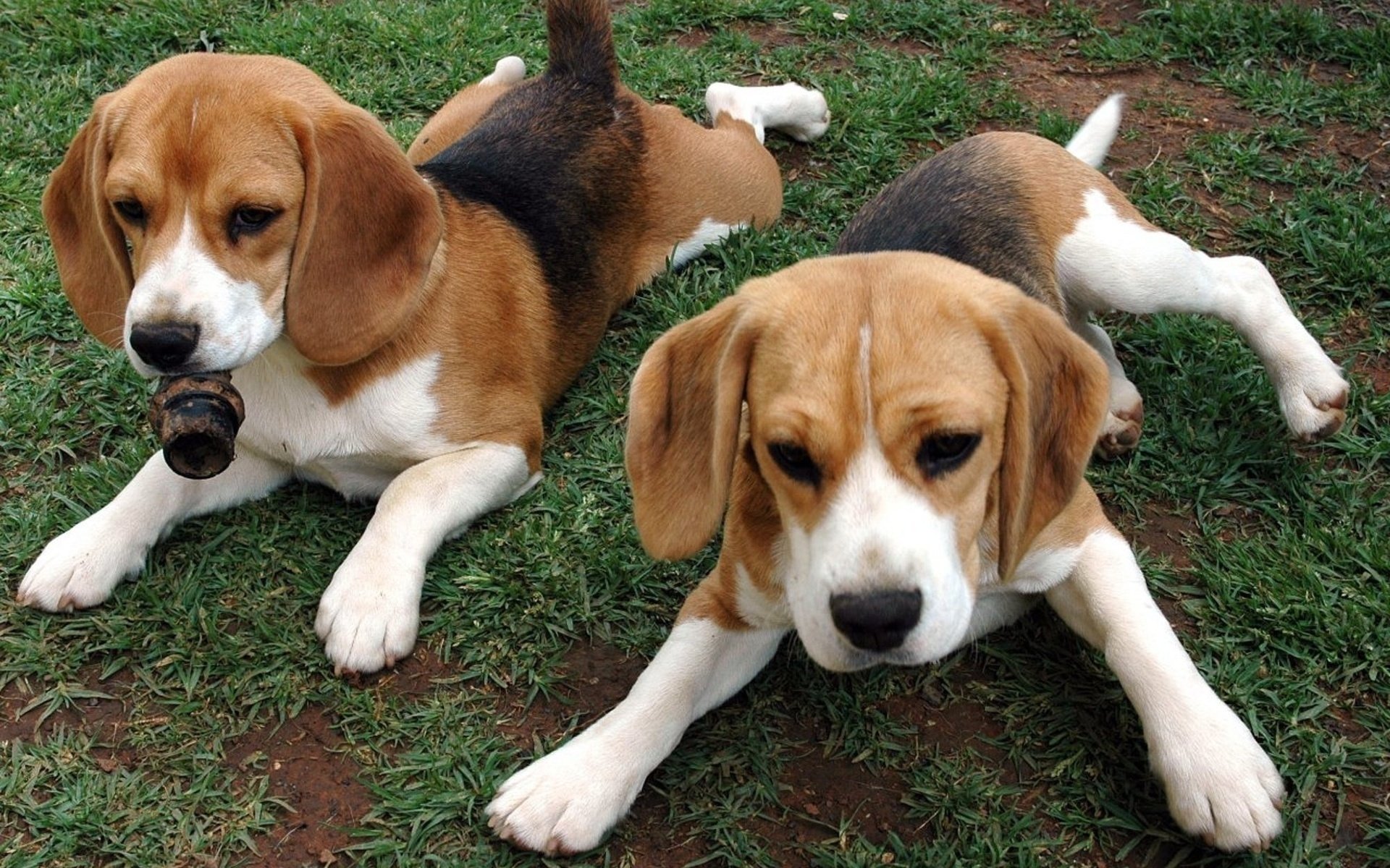 cachorros hierba dos beagle pareja pelirrojos animales perros dúo