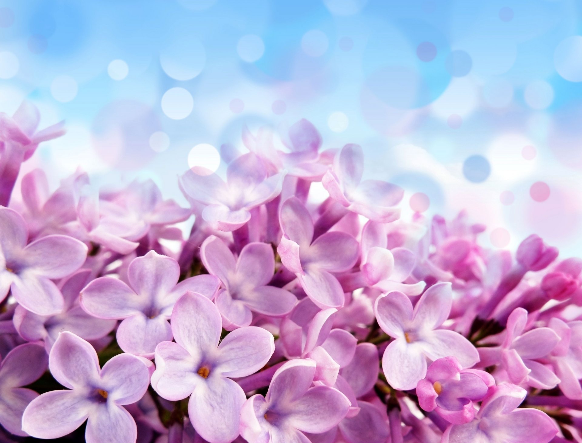 pale red-violet flowers fleurs fond violet bleu belle lilas