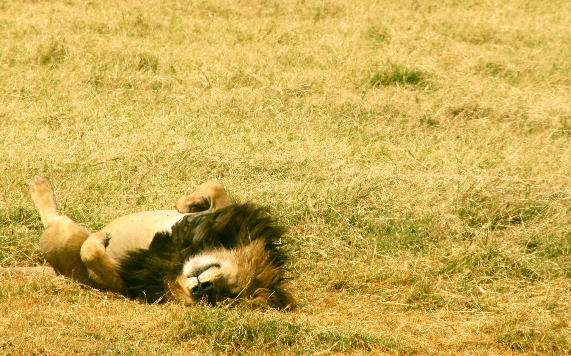 campo tev bestias patas descanso rey mentira hierba melena animales felinos sueño kis-kis-miau-miau