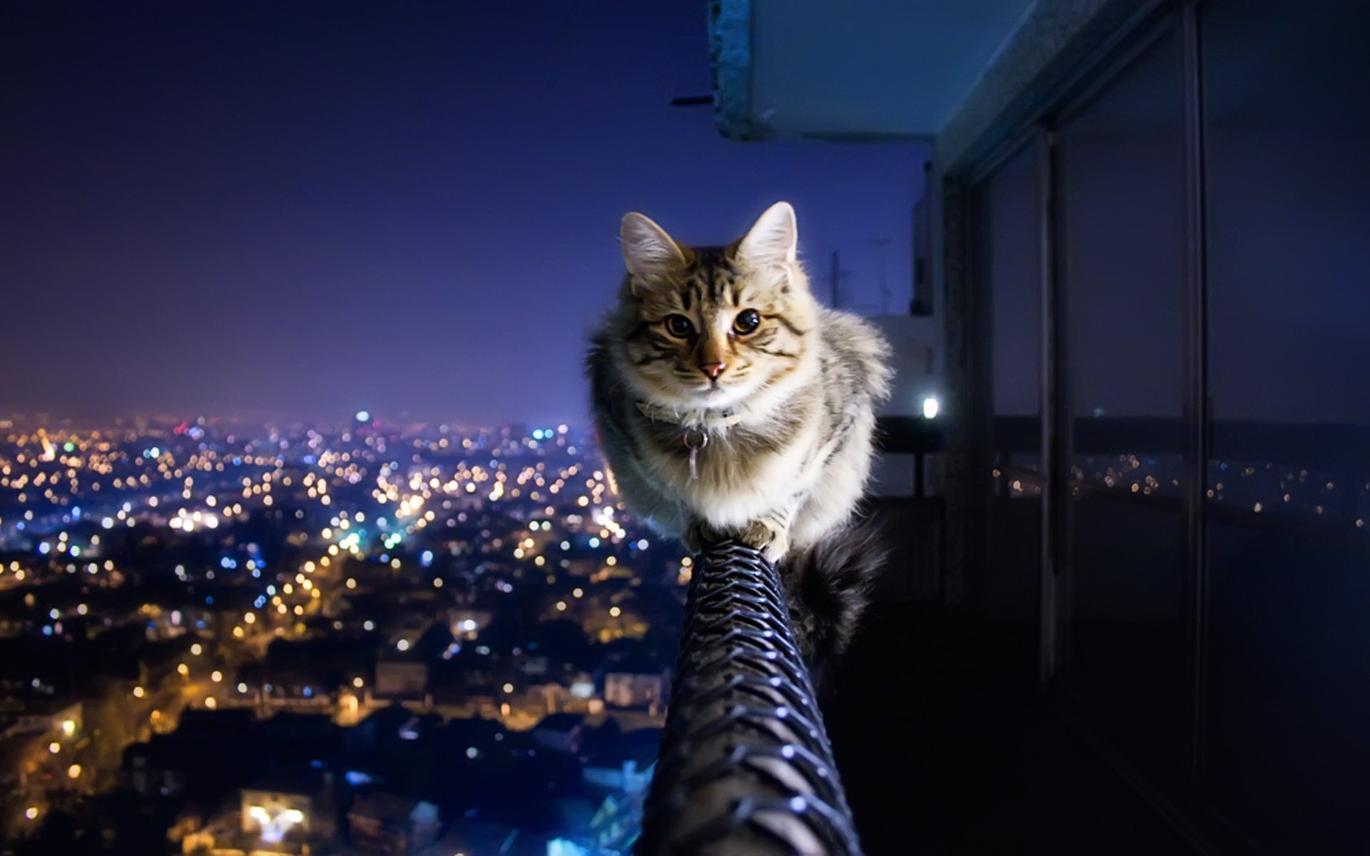 chat garde-corps ville nuit lumières vue peur collier balcon hauteur animaux félin yeux à la recherche papier peint chat