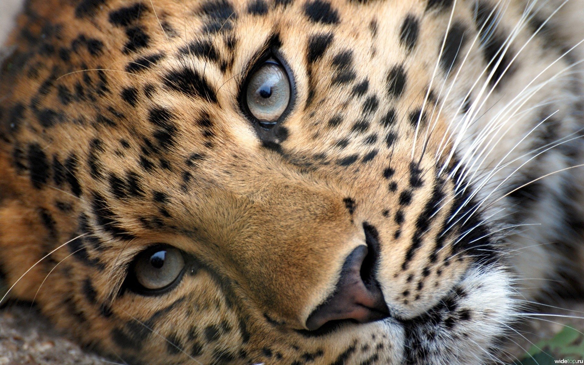 léopard tête yeux regard moustache prédateurs animaux félin gros plan