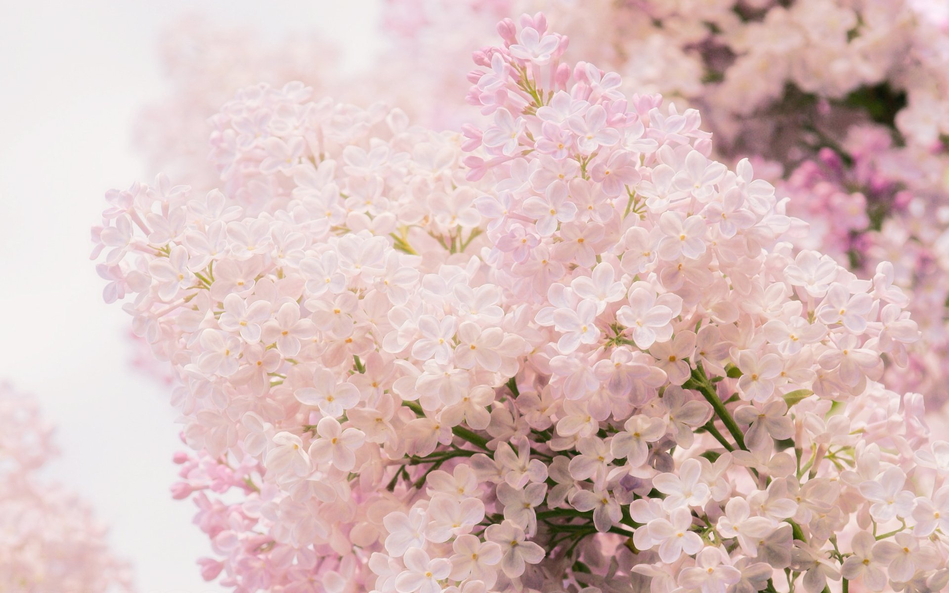 blumen flieder zärtlichkeit rosa frühling makro