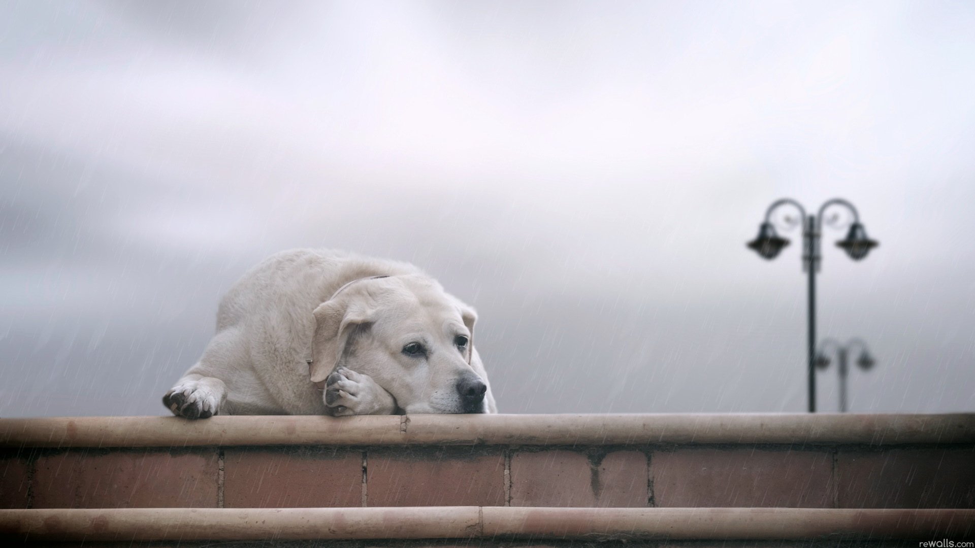 chien yeux tristesse pluie ami fidélité lanterne chien solitude repos gav-gav-ry