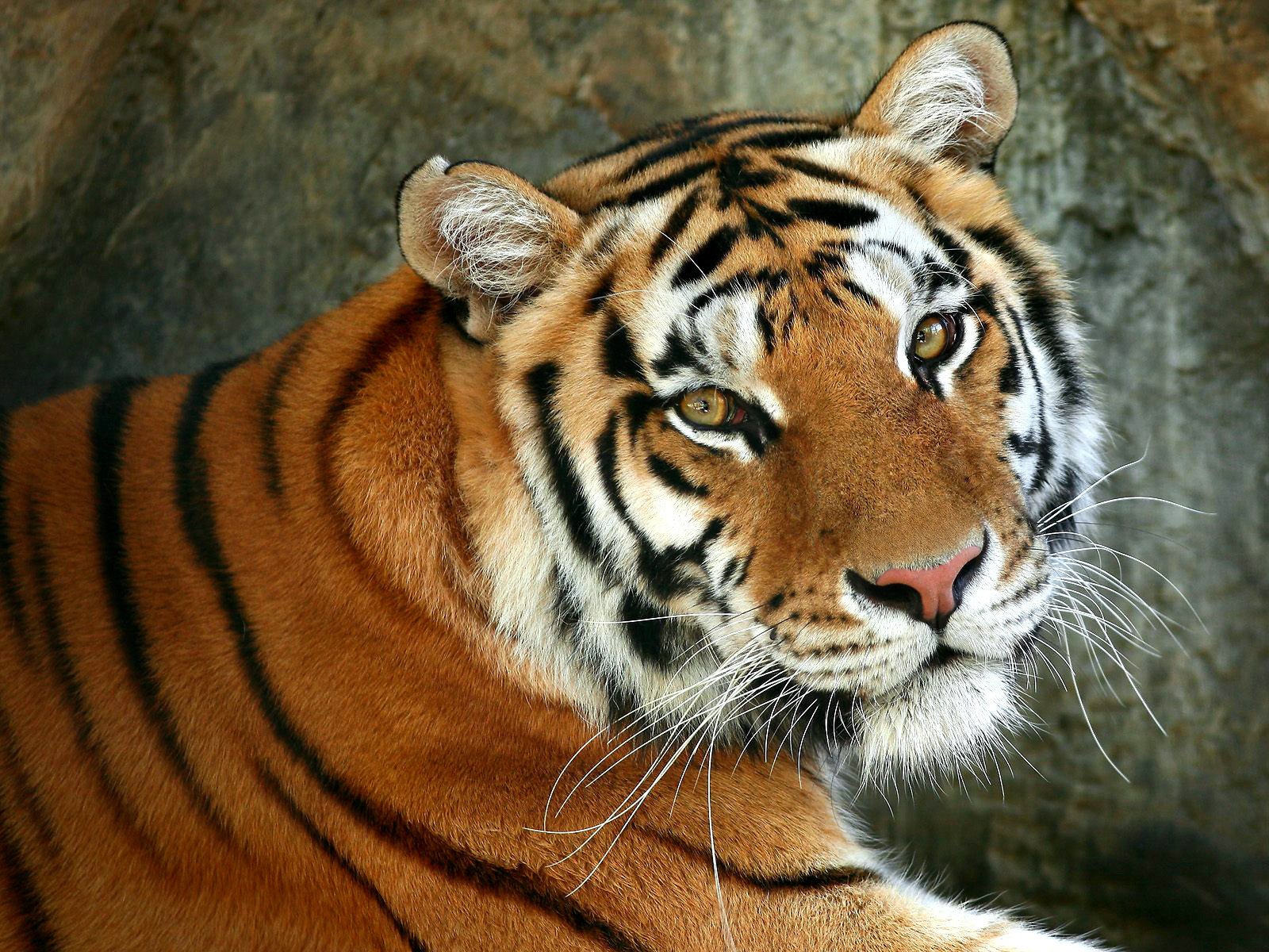 tier schnauze raubtier tier tiger katze wild katze augen makro