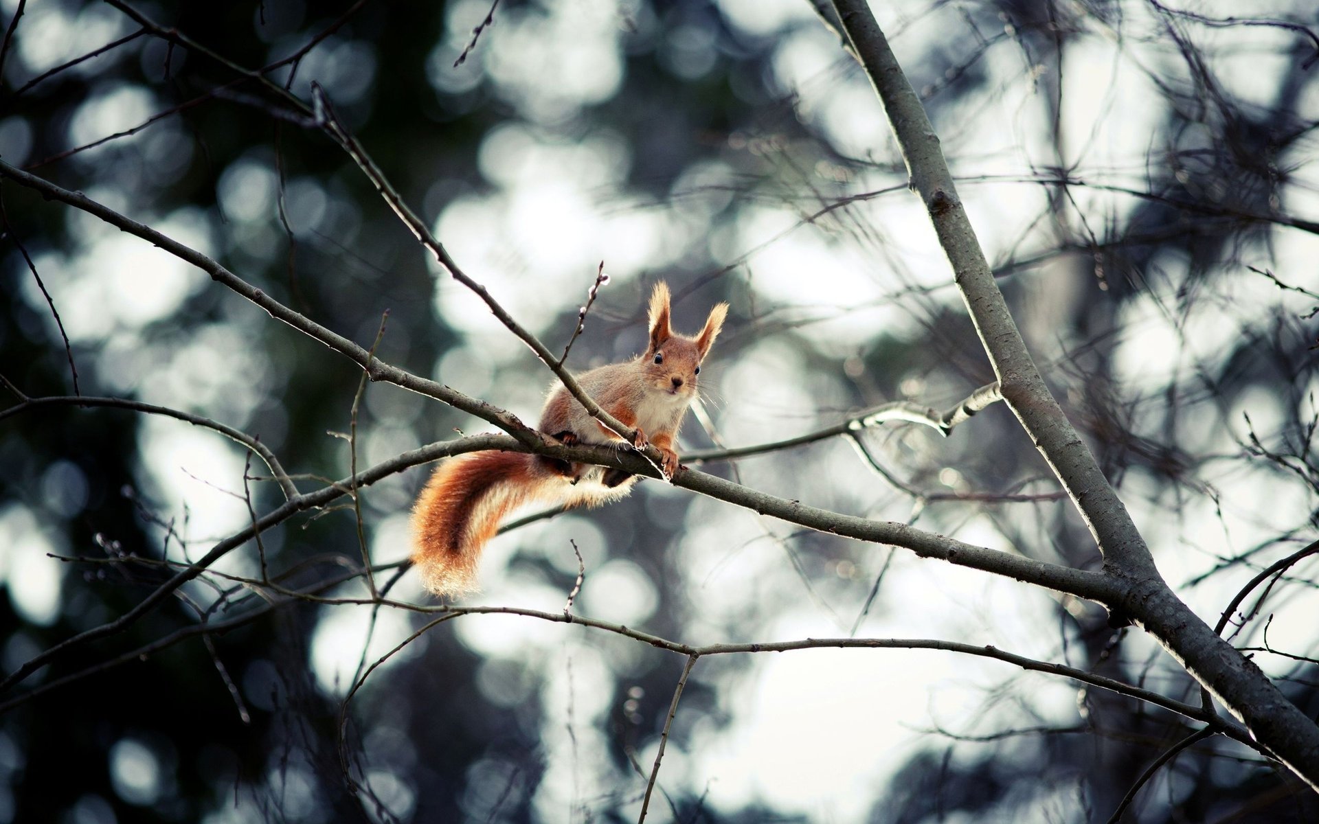 eichhörnchen baum zweige wald tiere eichhörnchen zweige schwanz ohren bokeh