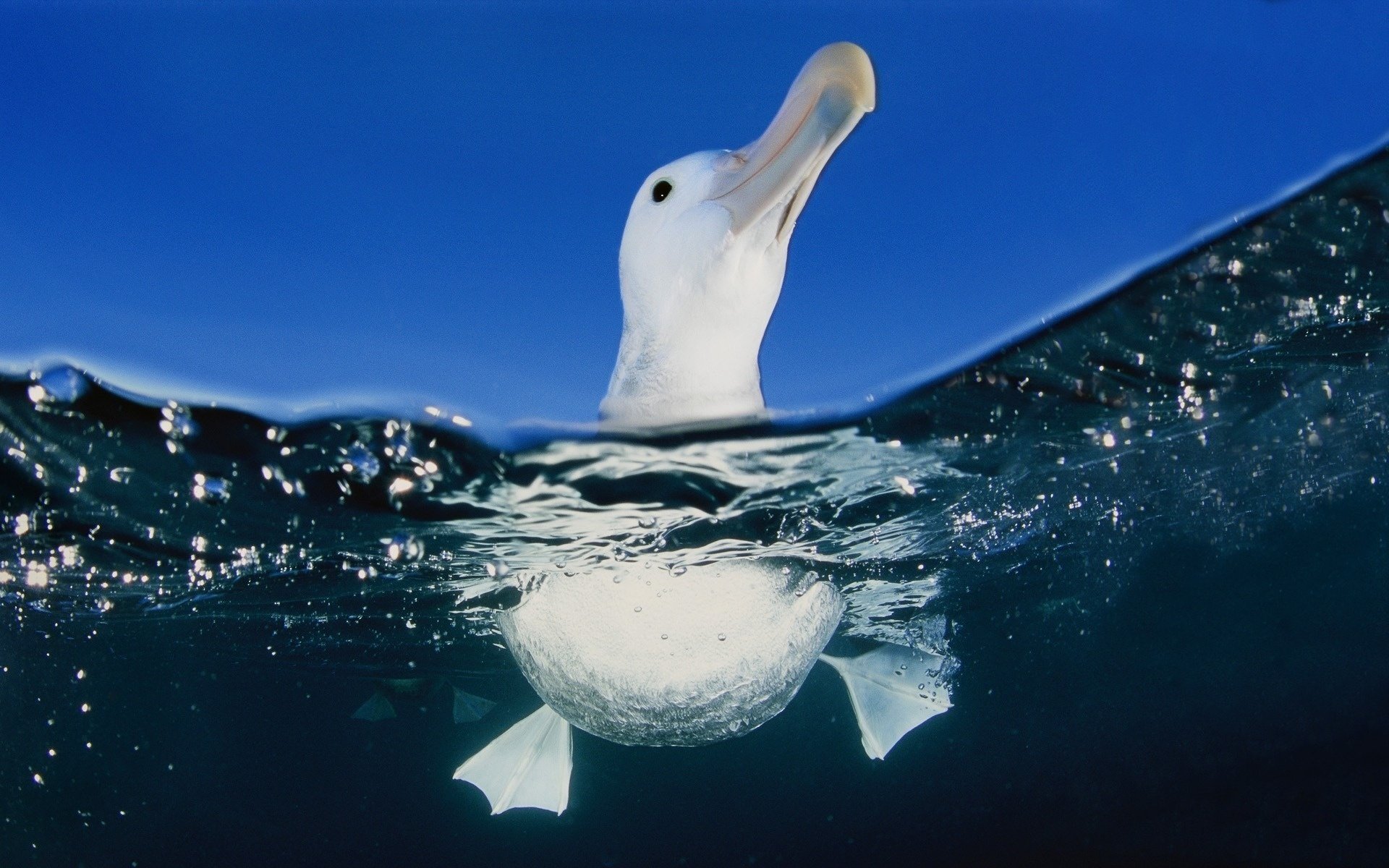 glow membrane seagull water bird paws sea under water macro