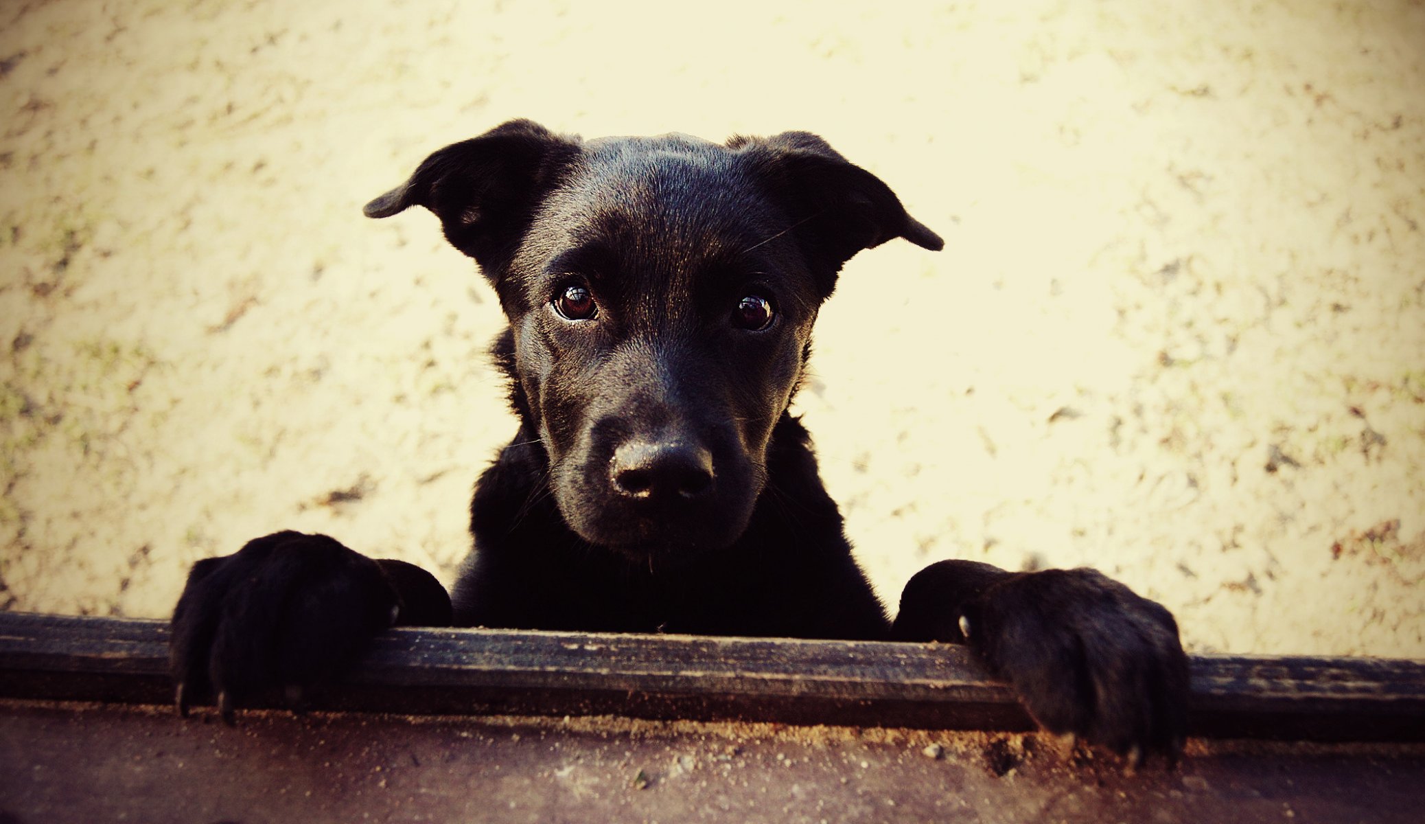 pies szczeniak labrador spojrzenie przyjaciel zwierzęta psy oczy pysk hau-hau-ry-ry