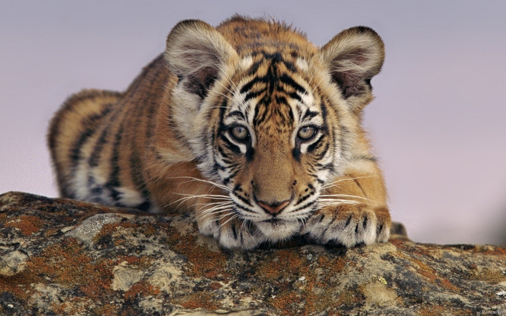 vivace tigre arbre rayé yeux regard oreilles terre animaux prédateurs félin