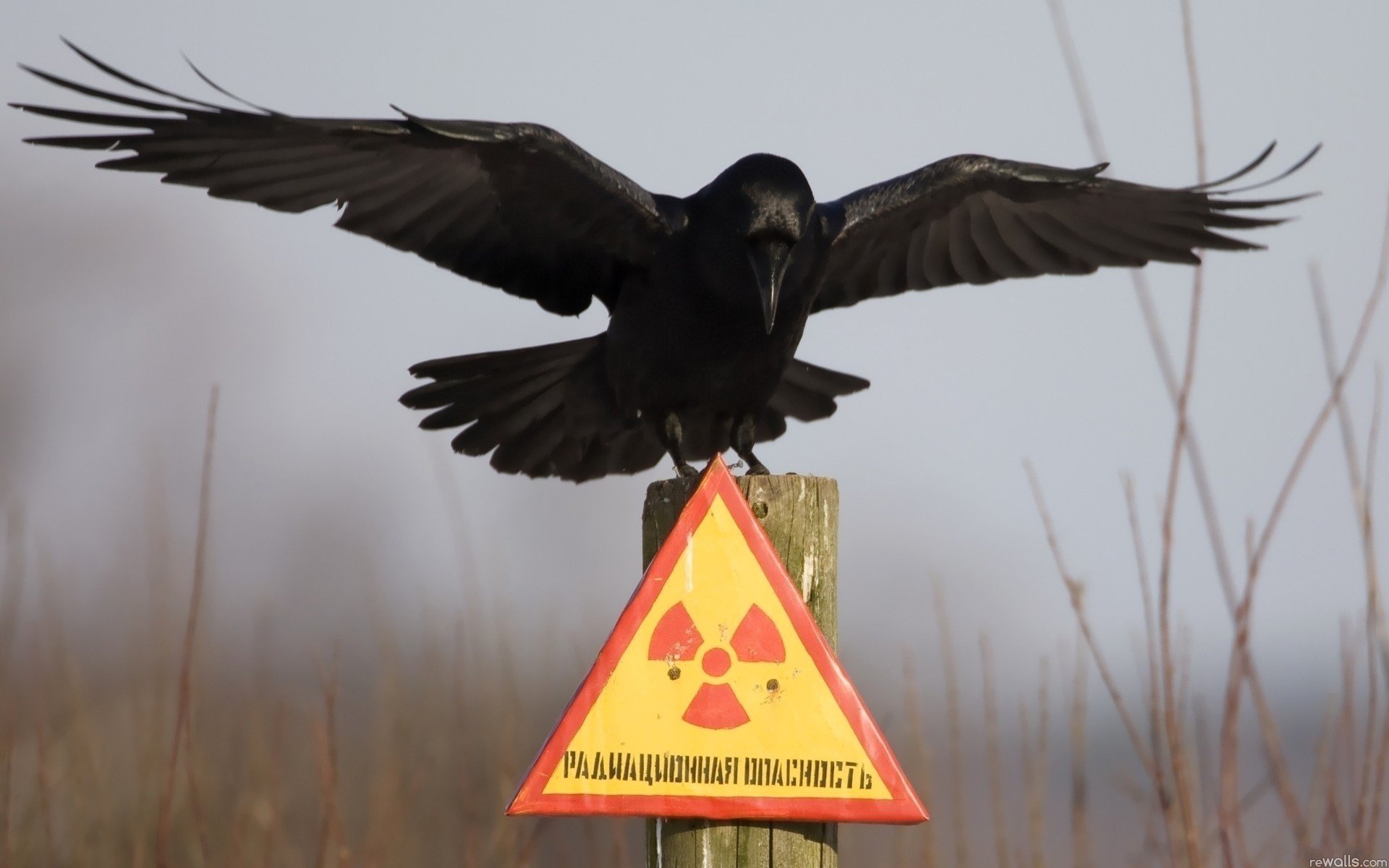 secteur rayonnement signe corbeau brouillard danger grisaille animaux oiseaux