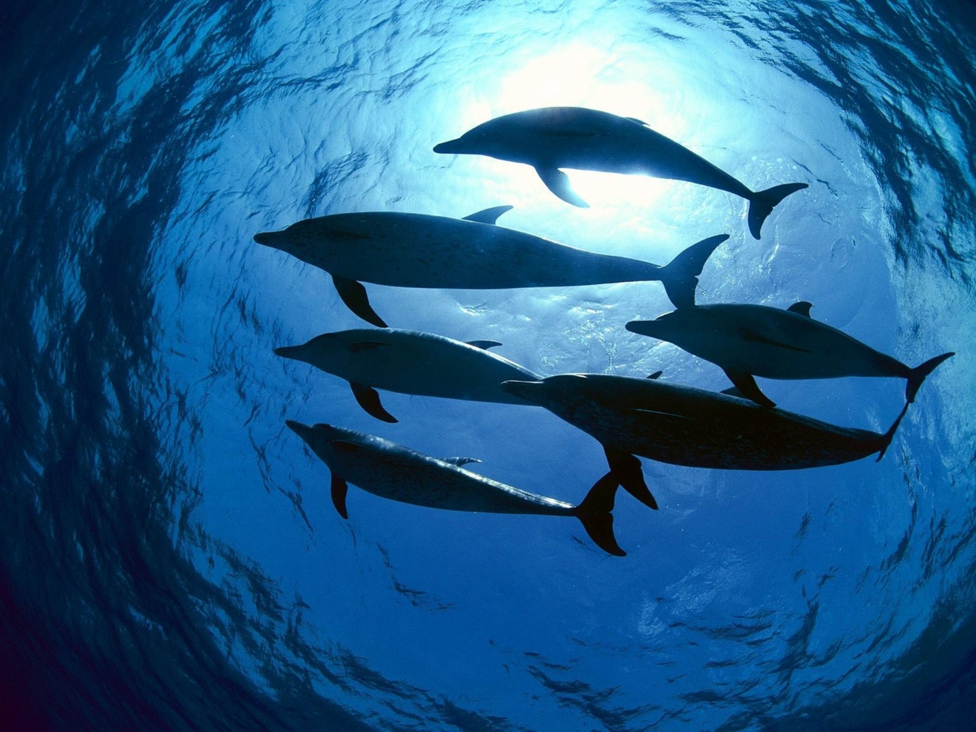 delffine tiere licht meer rudel wasser foto wasservögel unterwasserwelt