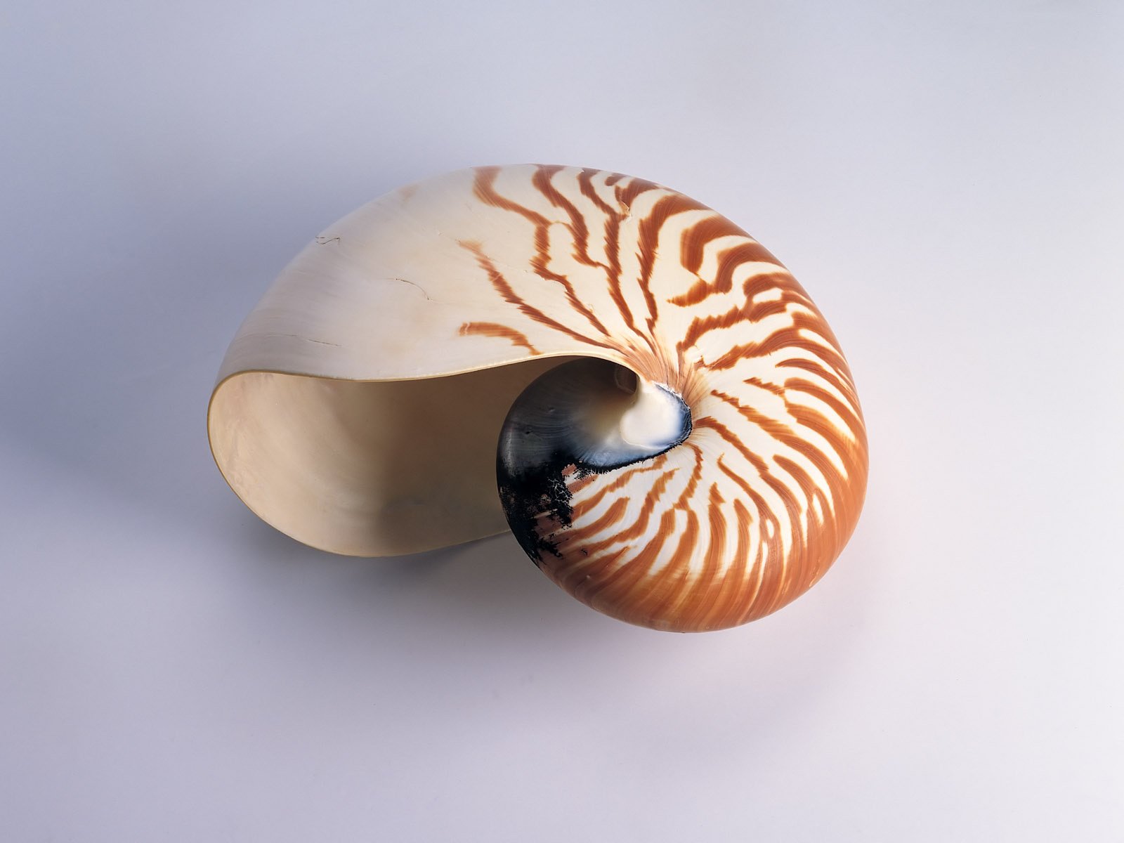 minimalismus nautilus schale streifen muschel