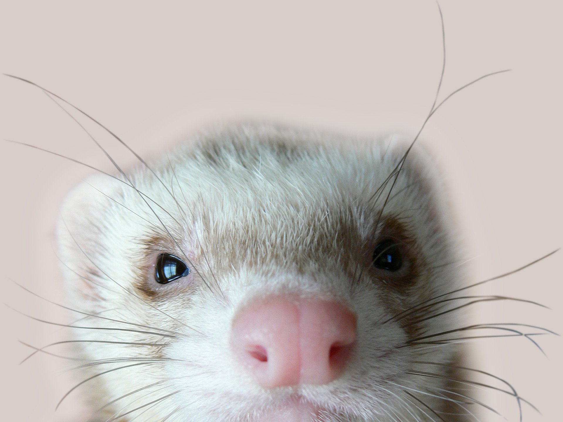 furet yeux à la recherche ferret fourrure moustache museau fermer macro regard