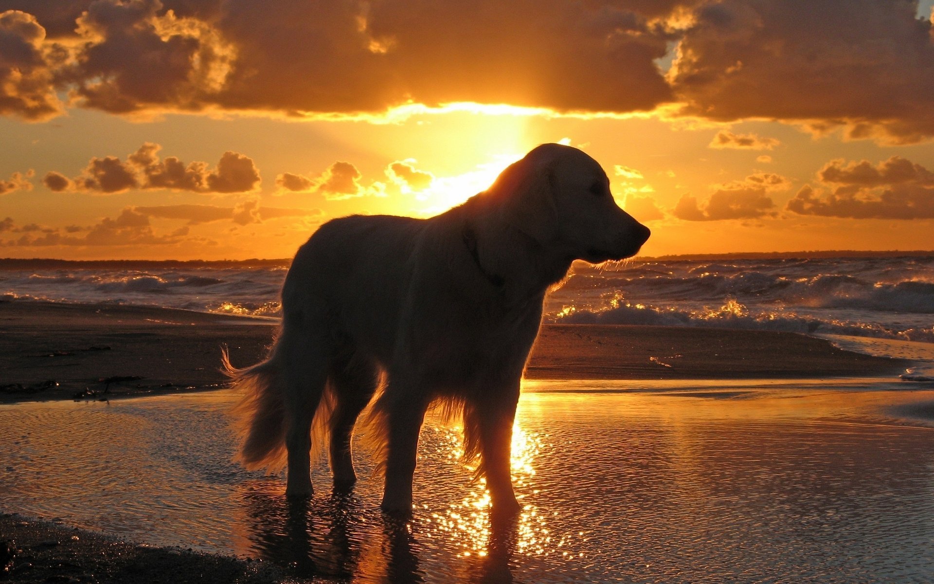 hund himmel sonnenuntergang wasser meer wellen hund traurigkeit abend tiere