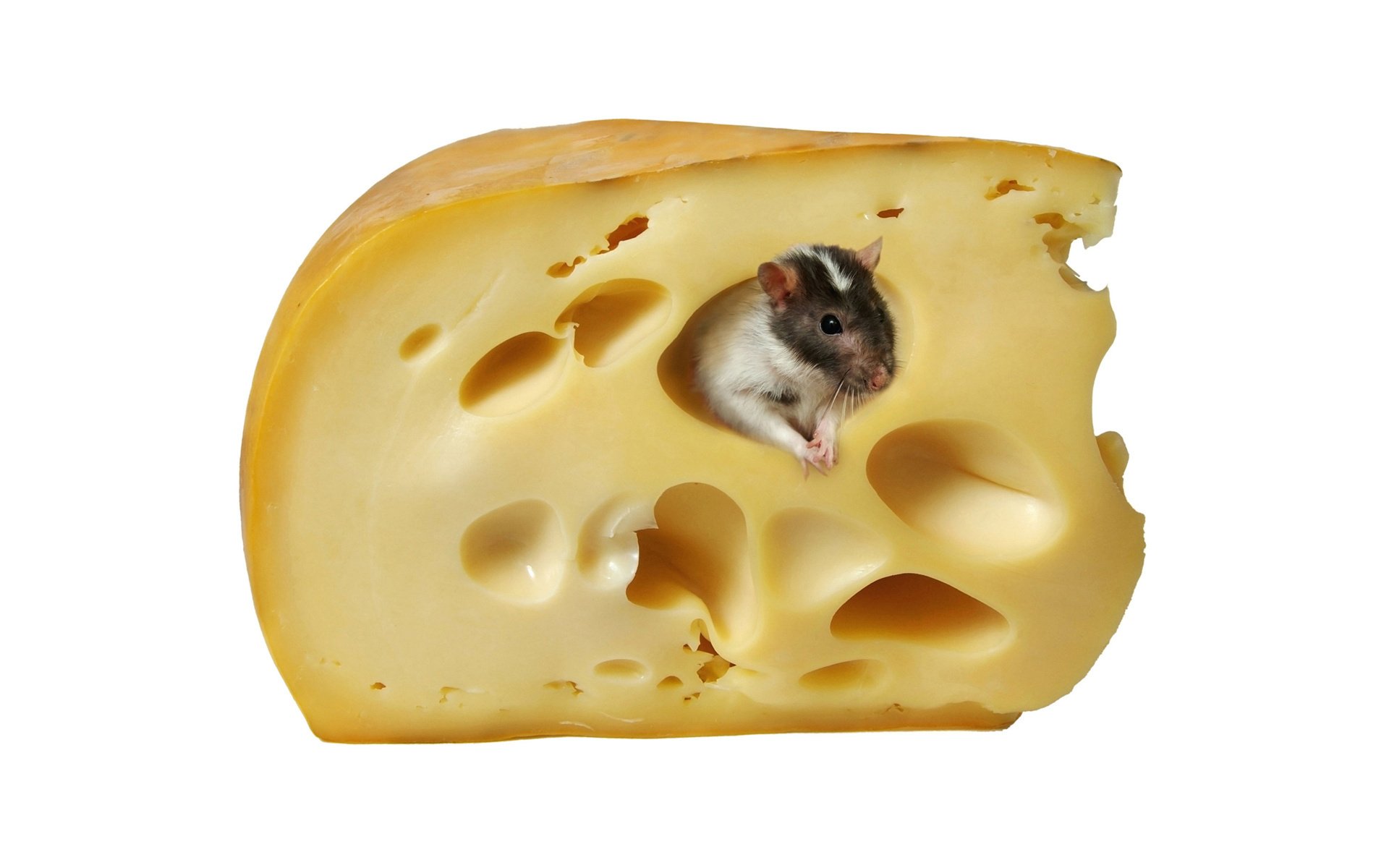 rat dutch cheese rats sweet life dolce vita food cheese holes animals rodent