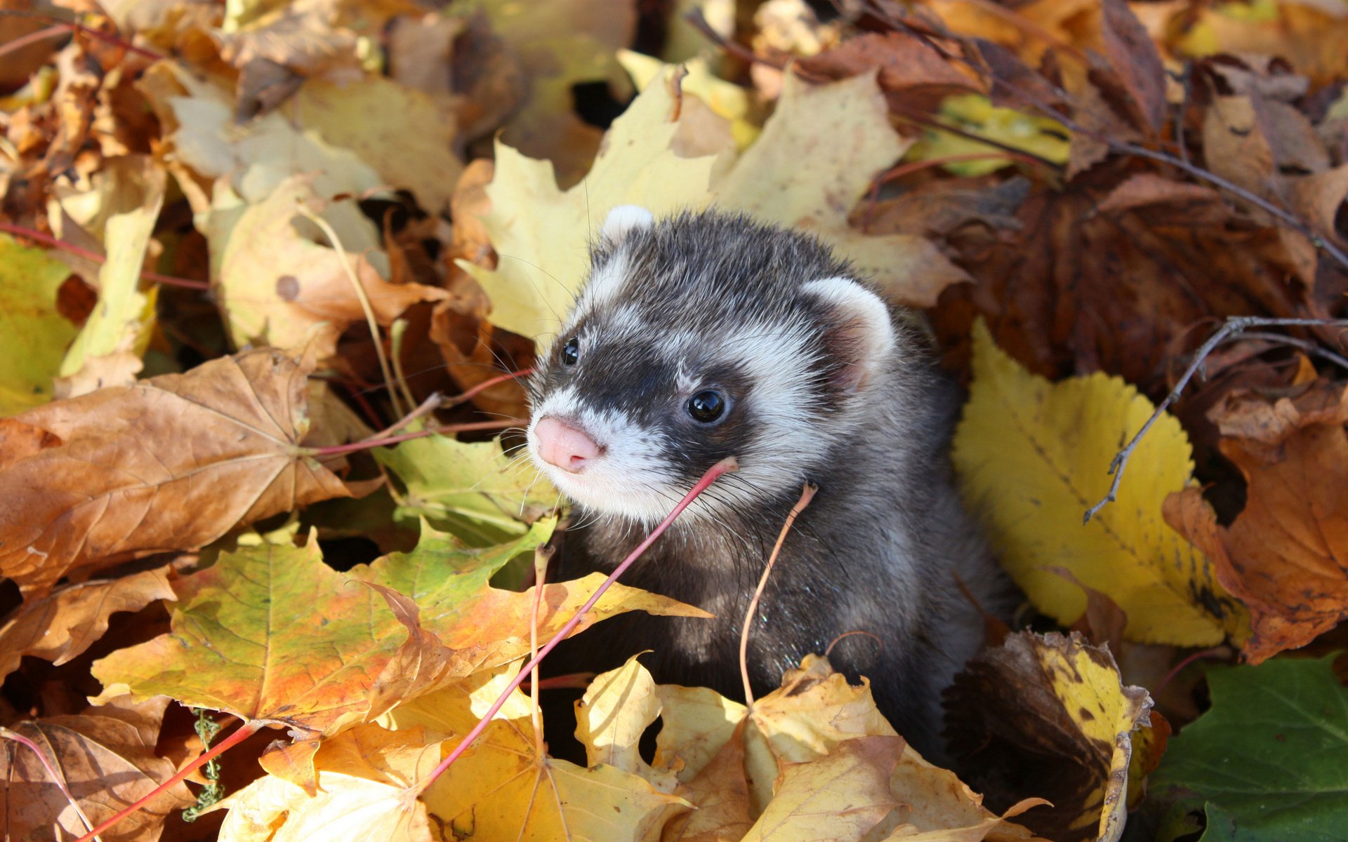 fretka liście jesień ferret fretka spojrzenie gryzonie