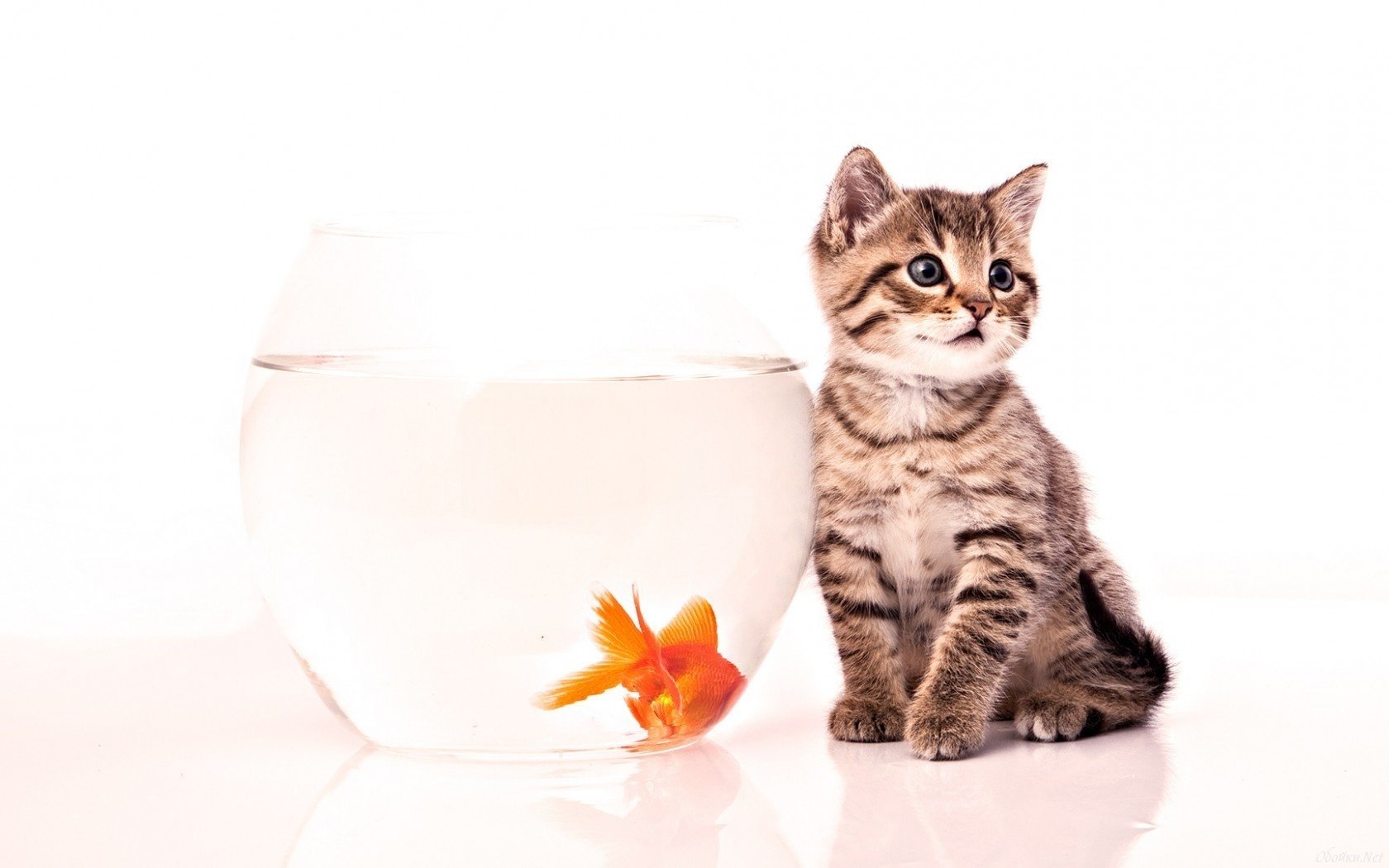 chaton aquarium poisson fond blanc vue visage yeux oreilles poisson rouge animaux félin