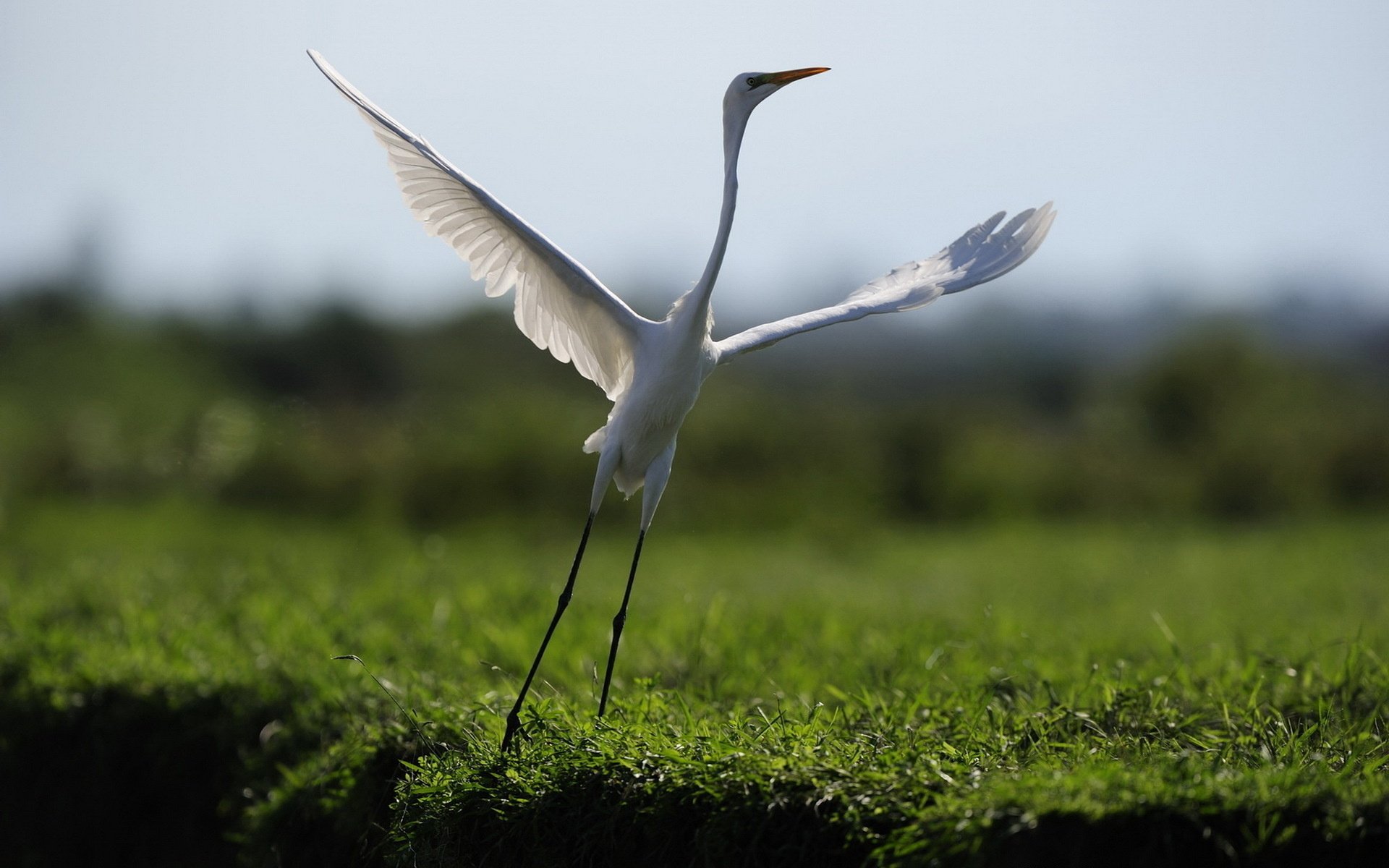 ptak taniec natura lot pole trawa zwierzęta ptaki