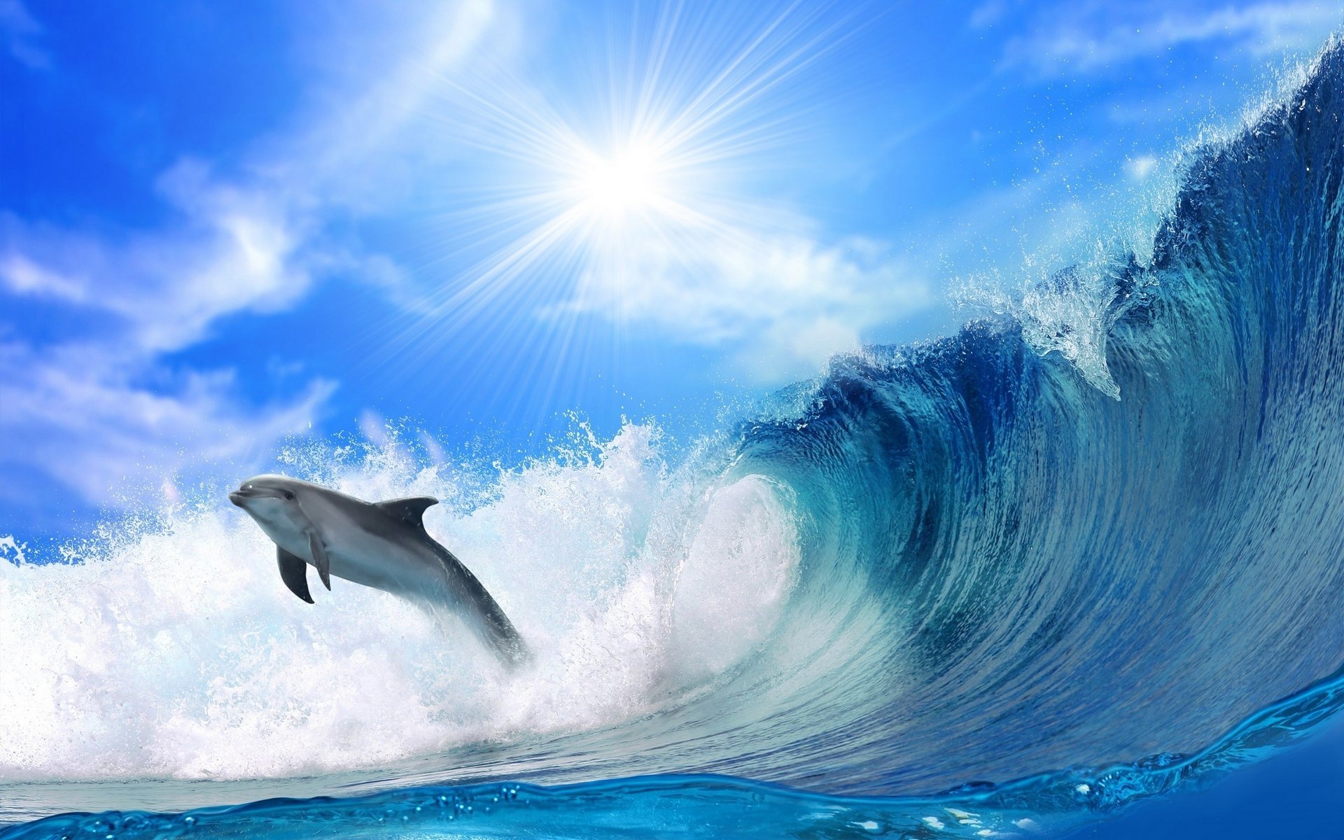 dolphin the ocean wave water mind sea jump the sun rays waterfowl the sky underwater world