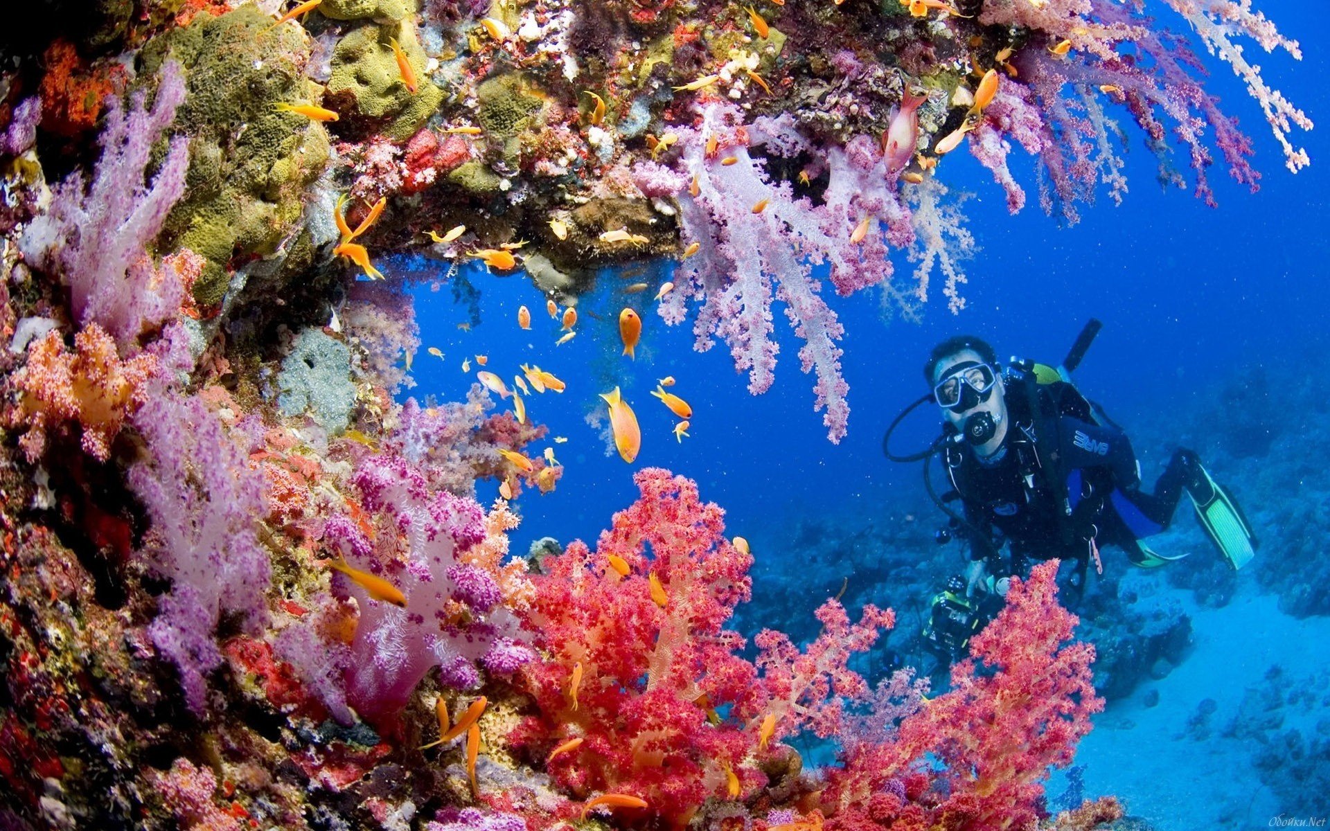 barriera corallina subacquea mare subacqueo acqua alghe pesci mondo acquatico