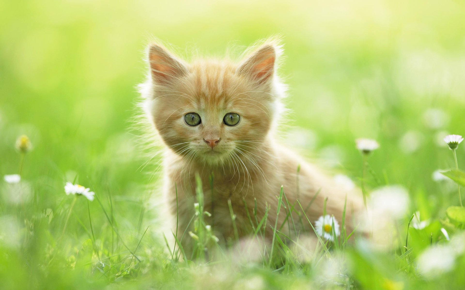 gatito rojo hierba margaritas animales mirada gato ojos