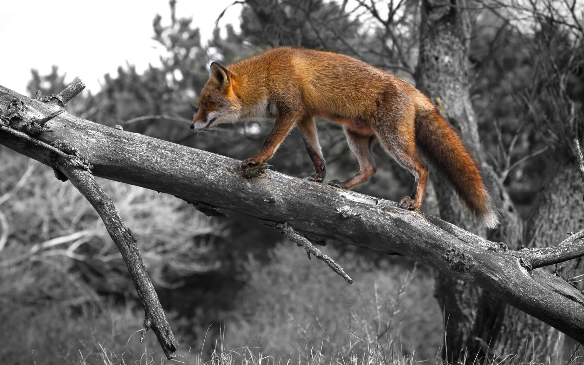 lis ruda drzewo natura przebiegłość umysł ogon uszy