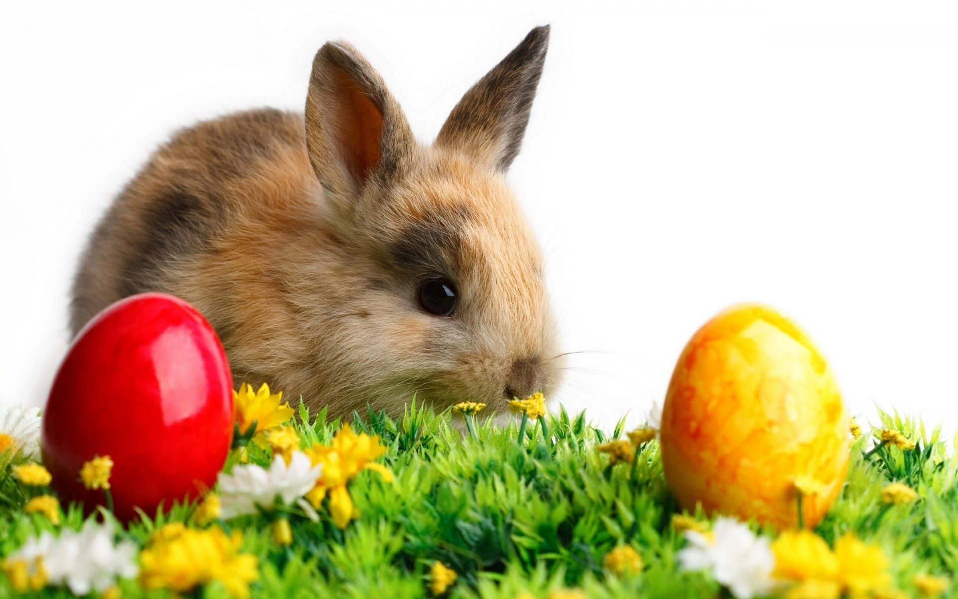 coloré fleurs animal lapin pâques oeufs herbe animaux vacances