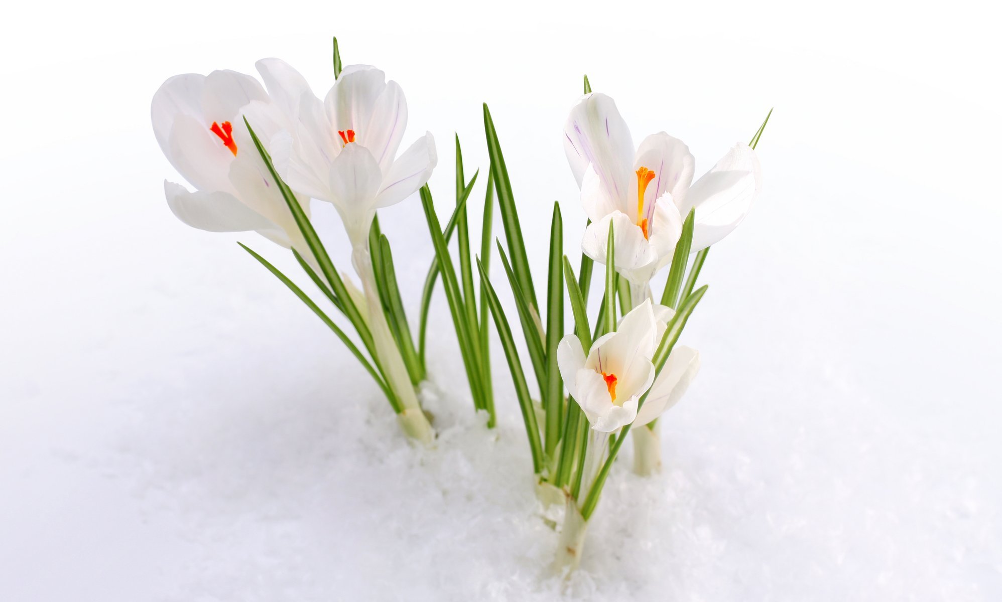 flowers primrose crocuses snow spring buds macro