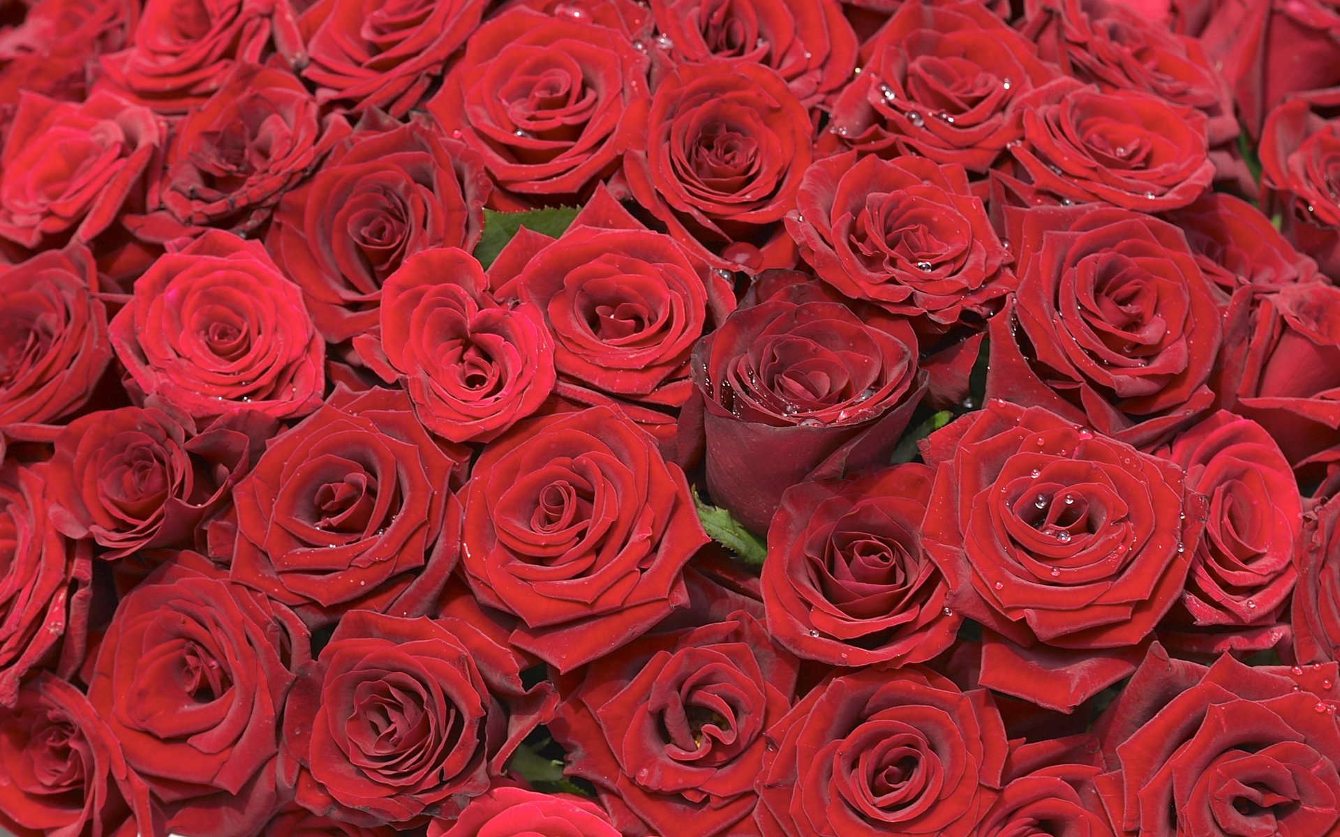 roses placer buds background bouquet red