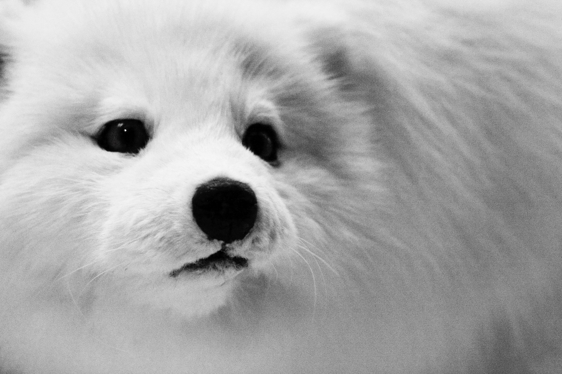 vulpes lagopus lis polarny młode zwierzę biały arktyka arctic fox zwierzęta pysk czarnob biały