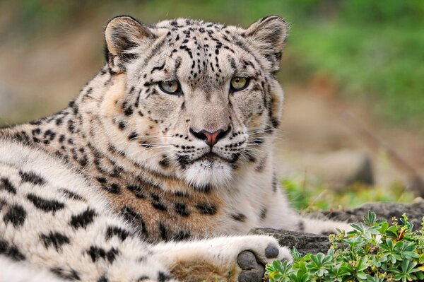 Snow leopard on the green grass