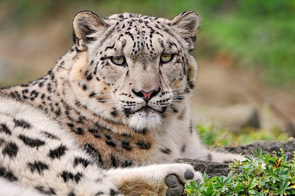 Leopardo de las Nieves en la hierba verde