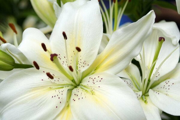 Gorgeous lilies look up to the sun