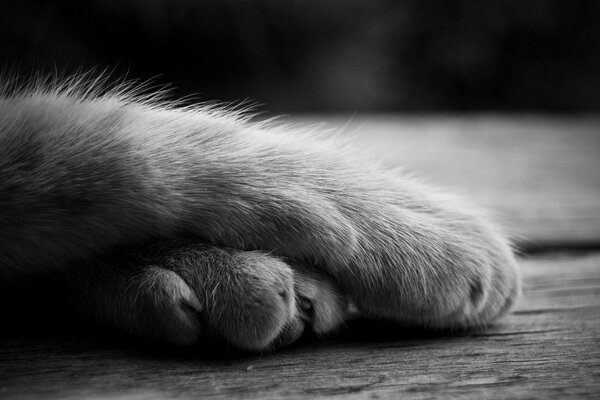 Las patas cruzadas del gatito gris