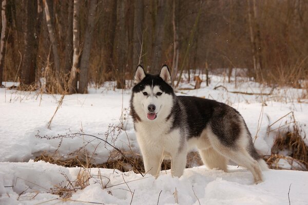 Husky en hiver se promène dans la forêt