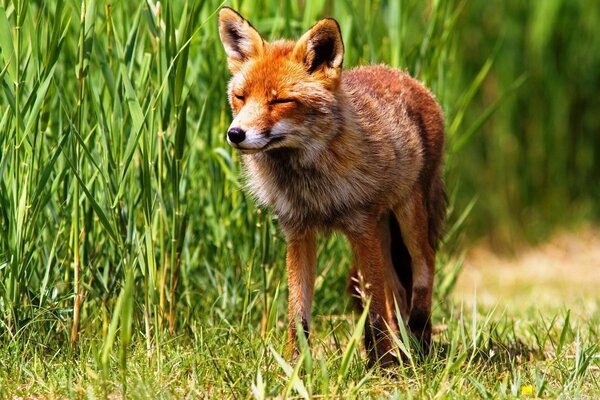 Red fox on the green grass