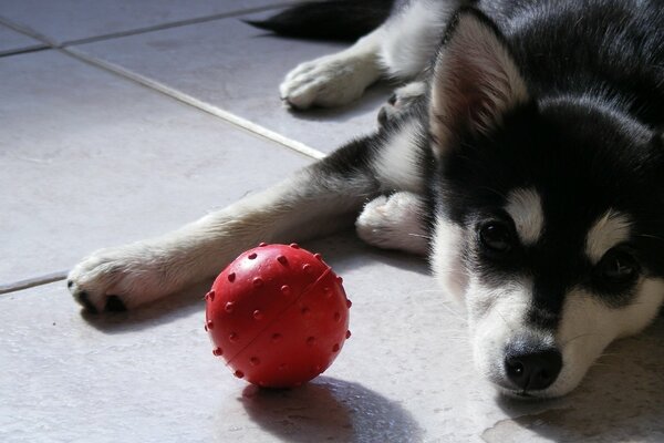 Husky riposa dopo aver giocato con la palla