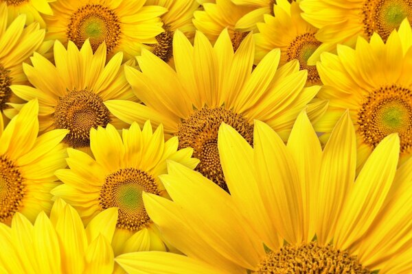 Sunny sunflowers fascinate with bright petals