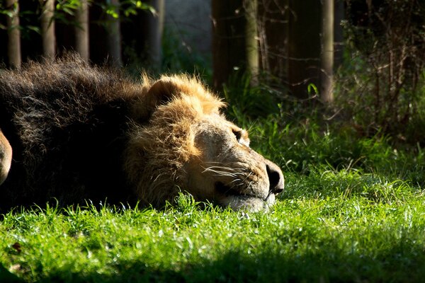 Leone sdraiato sull erba vicino alla foresta