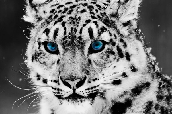 Leopardo de las Nieves con ojos azules