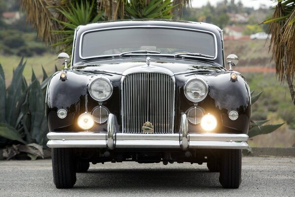 Classic premium car on the background of palm trees