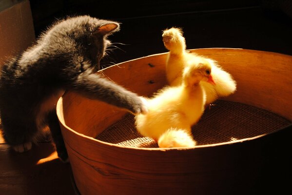 Gatito jugando con patitos amarillos