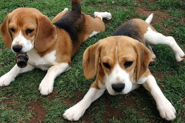 Deux chiots roux se trouvent sur l herbe