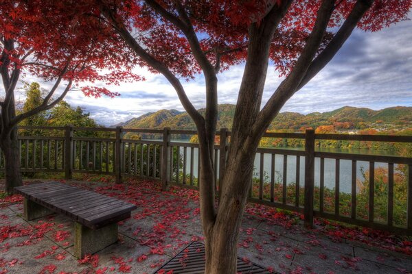 Schöner Baum mit roten Blättern auf dem Hintergrund des Sees