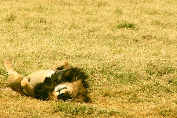 The lion is lying on his back on the grass