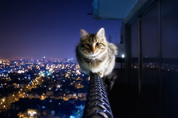 Kitty is sitting on the railing against the background of the evening city