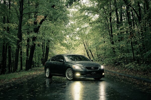 Lexus en el bosque lluvioso