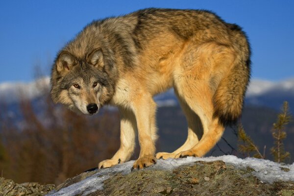 Gray wolf stalks prey