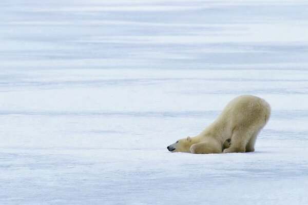 Polar bear on ice